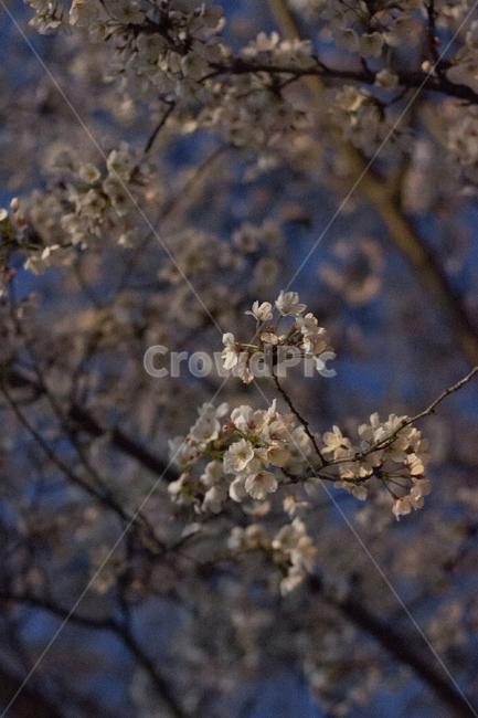 벚꽃,밤벚꽃,봄,꽃,벚꽃야경,야간벚꽃,봄,계절,spring,season,plant,식물,blossom,flower