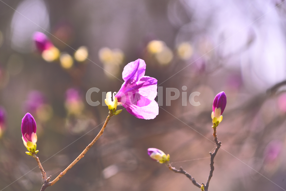 진달래꽃,봄꽃,진달래,보케,빛망울,플레어,두견화,분홍색꽃,꽃봉오리,진분홍색,flare,핑크색꽃,pink,plant,식물,blossom,꽃,flower,나무꽃,야외,옥외,아웃도어,배경,바탕,백그라운드,background,outdoor