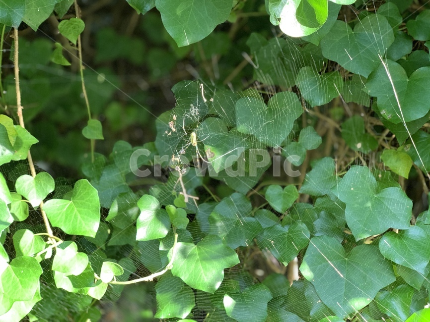 식물,잎,허브,plant,leaf,herbs,넝쿨,식물,자연,plants,nature