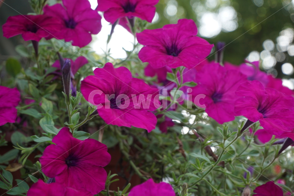 여름,꽃,페튜니아,자연,식물,flower,식물,자연,plants,nature,꽃,flower