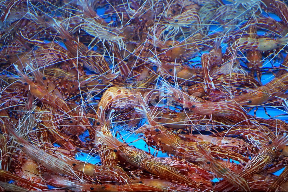 새우,생새우,딱새우,꽃새우,shrimp,해산물,수산물,해물,cook,food,meal,신선하다,싱싱하다,살아있다,생생하다,수중,수족,수족관,seafood,fisheryproducts,청정,깨끗하다,깔끔하다,시원하다,식재료,음식,먹방,횟집,단체,모여있다,모임,다수,주황색,음식,식재료,요리,food,cook,meal,dishes,food reserves,수산물,해산물,fishery products,seafood