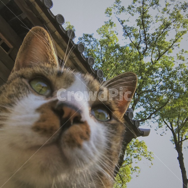 고양이,길고양이,길냥이,동물,고양이마을,색감,동물,animal,포유류,mammal,고양이,cat,kitten,kitty