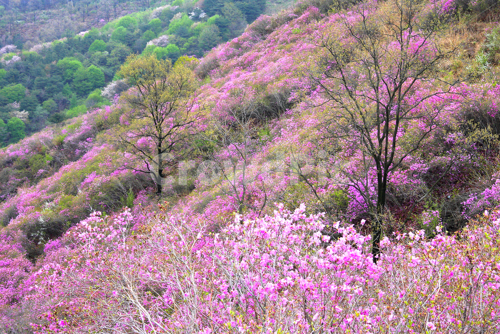 진달래,고려산,봄꽃,봄빛,사월,봄,계절,spring,season,plant,식물,flower,꽃,blossom