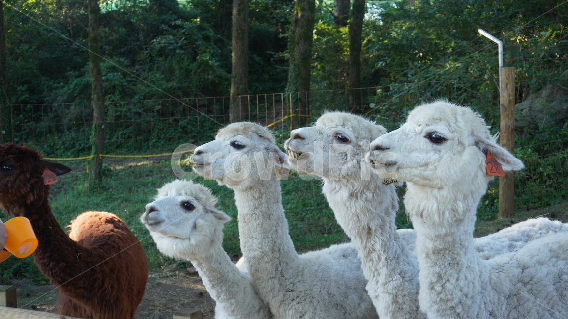 동물,포유류,양,라마,sheep,알파카,야마,llama,animal,동물,animal,포유류,mammal