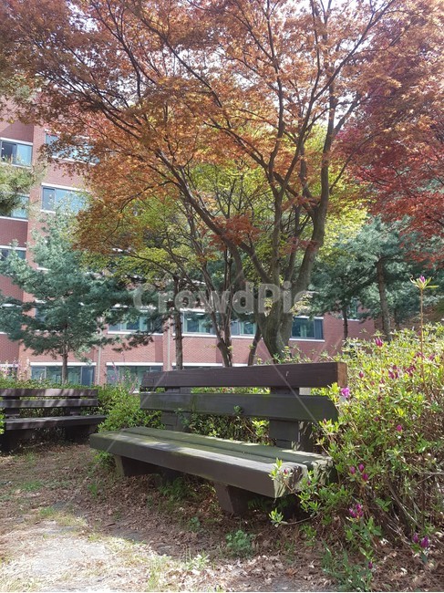 학교,봄,의자,나무,풍경