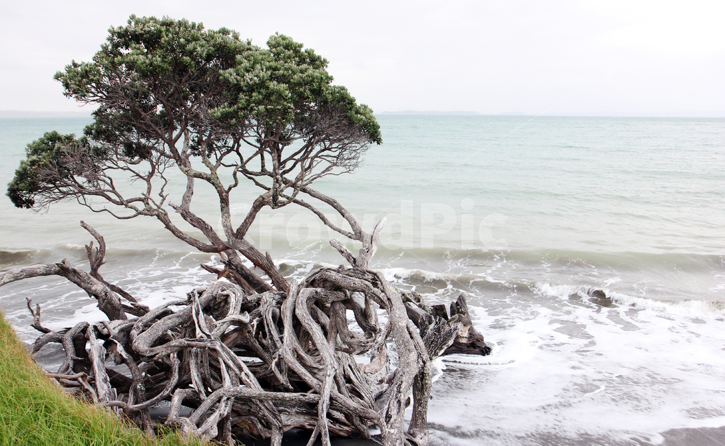 바다,뉴질랜드,세익스피어공원,국립공원,나무,파도,자연,풍경,nature,landscape,해외,외국,세계,foreign,oversea,world,세계자연풍경,해외자연풍경,외국자연풍경,world nature landscape