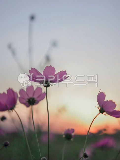 코스모스,가을,노을,선셋,senset,꽃,가을꽃,야생화,일몰,일출,풍경,여행,색감,핑크,분홍,아름다운