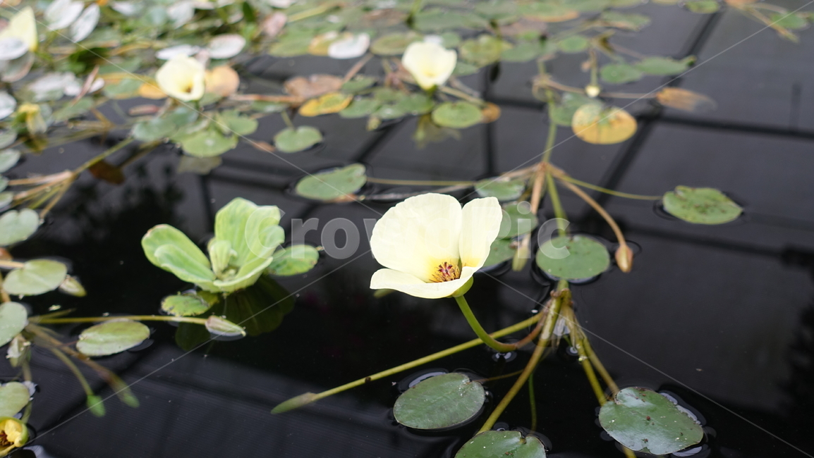 자연,nature,수련,꽃,잎,green,blossom,꽃송이,waterlily,lily