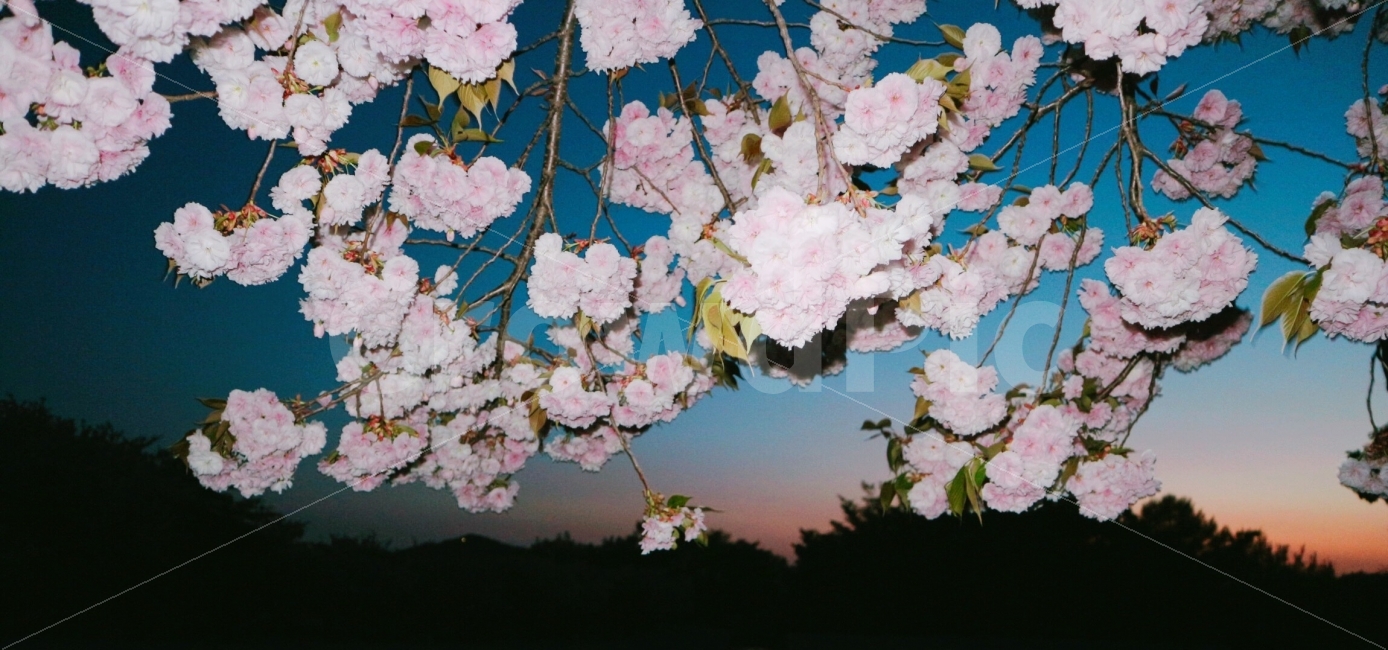 벚꽃,왕벚꽃,봄,해질녘,하늘,조회로움,밤,시작,나무,자연,풍경,봄,계절,spring,season,식물,자연,plants,nature,꽃,flower,plant,blossom