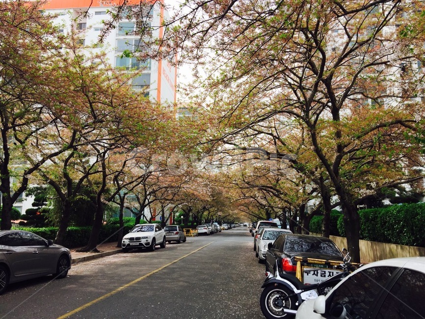 가을,아파트단지,도로,가을도로,가을길,나무,앙상한,여름이지나가는,아파트도로