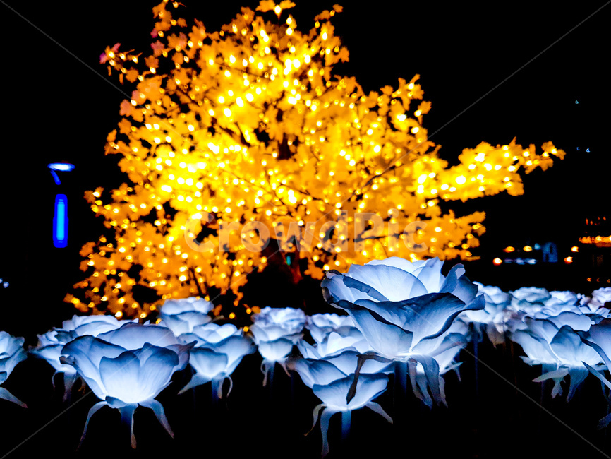빛,조화,장식,공원,꽃,야경,야경,밤,풍경,nightscape,night,landscape,식물,자연,plants,nature,꽃,flower,ornament,pattern,무늬,plant