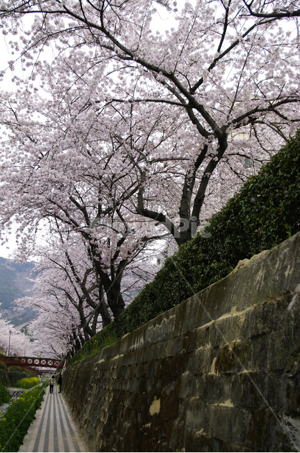 벚꽃,봄,나무,여좌천,진해,꽃,봄,계절,spring,season,plant,식물