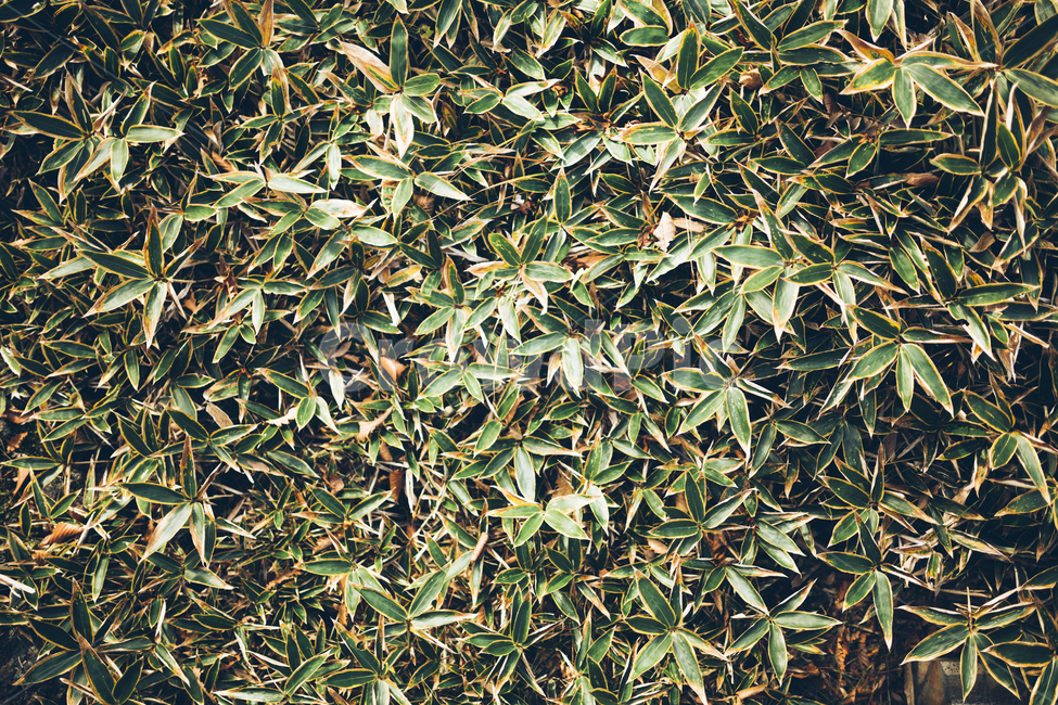 숲,하이앵글,조릿대,대나무,풍경,배경,초록색,자연,식물,자연,plants,nature
