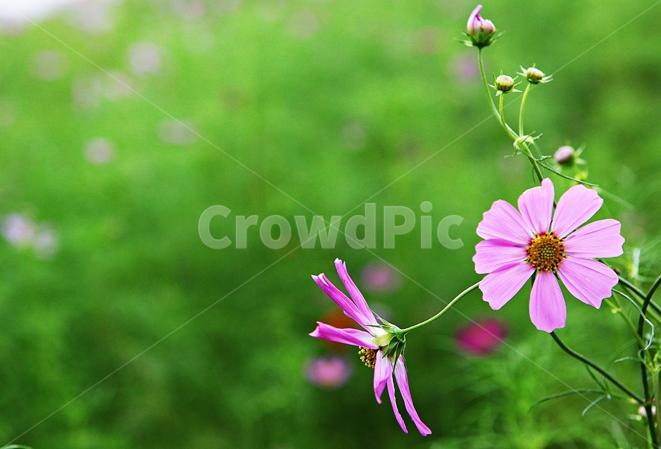코스모스,꽃,꽃잎,식물,자연,공원,가을,가을꽃,식물,자연,plants,nature,꽃,flower