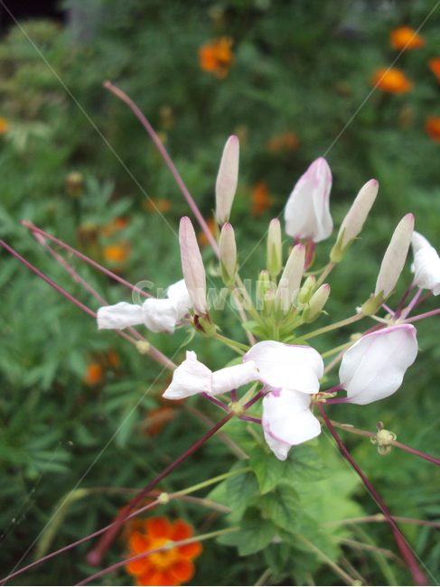 꽃,식물,자연,인동,허니써클,덩굴식물,honeysuckle,식물,자연,plants,nature,꽃,flower
