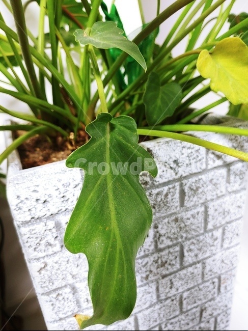 화분,식물,나뭇잎,확대나뭇잎,초록,식물,자연,plants,nature
