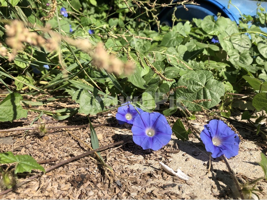 꽃,나팔꽃,식물,보라,초록,땅,flower,hana,plants,shokubutsu,purple,murasaki,green,midori,식물,자연,plants,nature,꽃,flower
