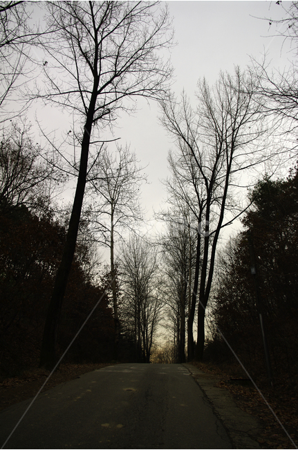 나무,하늘,길,그림자,겨울,풍경,자연,풍경,nature,landscape