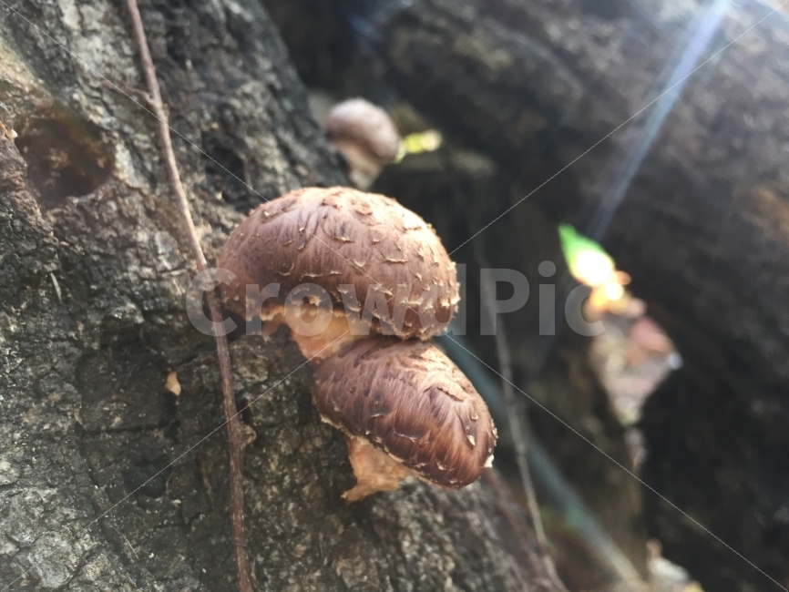 표고버섯,버섯재배,자연산,버섯,자연,버섯,mushroom