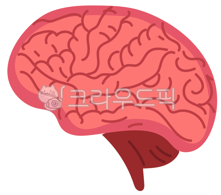 장기,내장,신체기관,인체,해부,뇌,머리