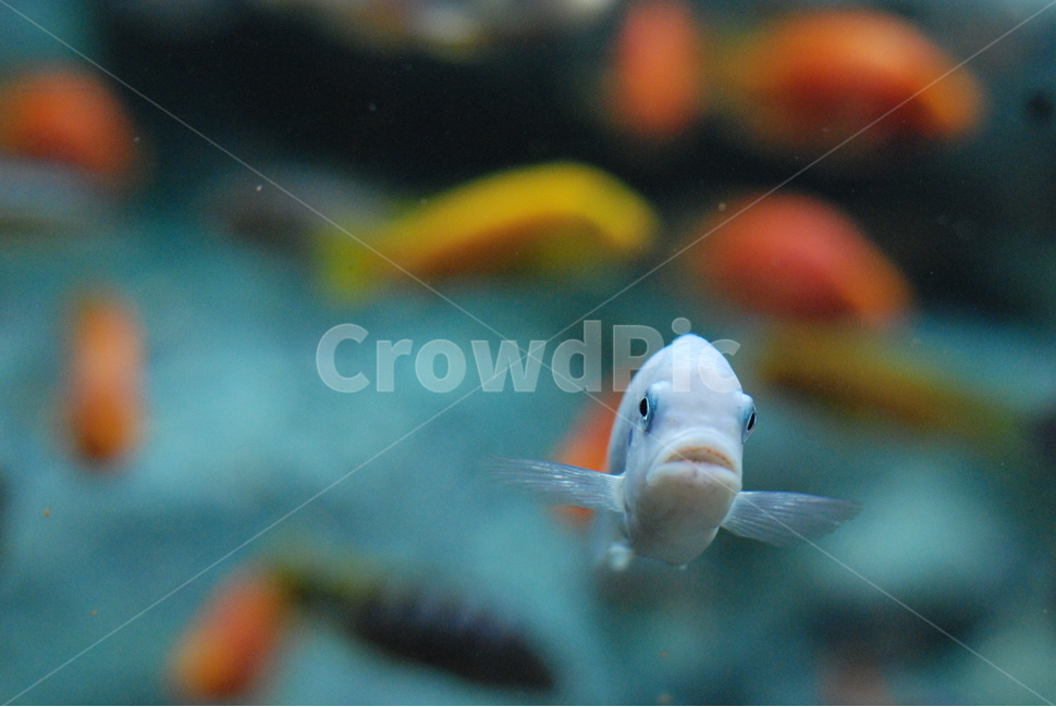 물고기,어장,물,색감,주황색,노란색,한마리,귀여움,동물,animal,어류,물고기,fish