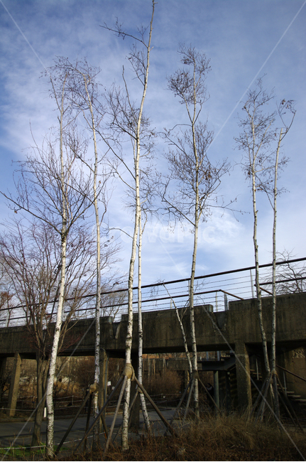 겨울,나무,공원,식물,plant,자작나무,하늘,구름,자연,풍경,nature,landscape,construction,공사