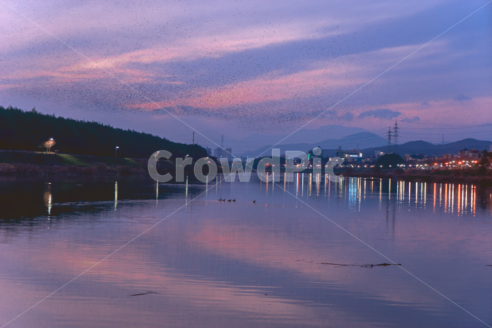 하늘,태화강,반영,까마귀군무,대나무숲,해질녘,sky,sunset,pink,노을,야경,nightview,landscape,색감,도시,풍경,city,landscape,감성,sensible,feeling,색깔,색상,색채,색감,color sense,color sensitivity,feeling of color,water,물,nature,자연,outdoors,옥외