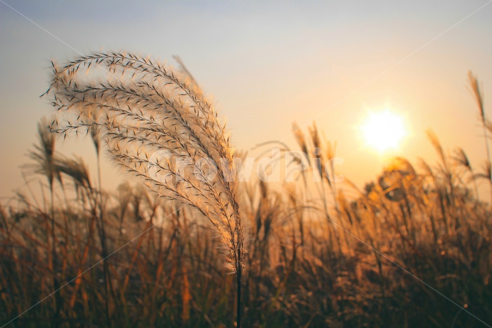 갈대,갈대축제,하늘공원,노을,감성사진,해질녘,선셋,갈대밭,가을,계절,fall,autumn,season,식물,자연,plants,nature,grass,잔디,plant