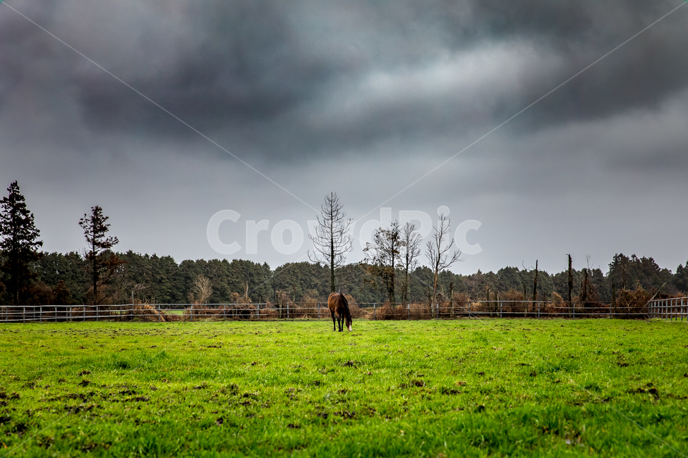 자연,풍경,동물,말,하늘,구름,초원,목장,제주도,제주,nature,landscape,animal,horse,sky,clouds,자연,풍경,nature,landscape,한국자연풍경,한국자연경관,korea nature landscape,제주도,jeju,jeju island,동물,animal,포유류,mammal,산업,industry,industrial,목축업,목장,livestock farming,ranching,pasture,grassland,목초지,outdoors,옥외,field,들,rural,농촌,farm,농장