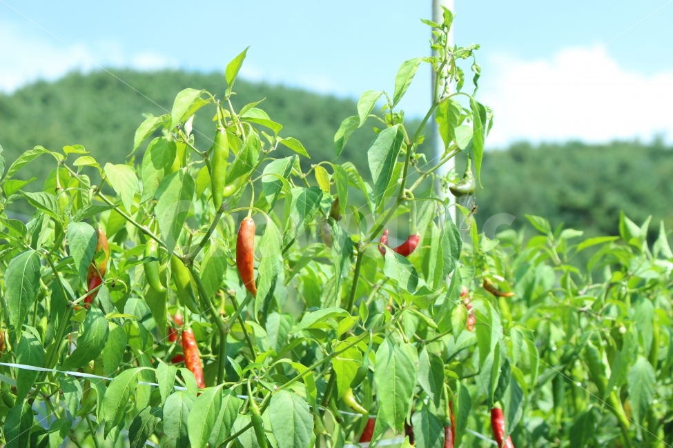 지리산,여행,휴가,힐링,가을,자연,산,펜션,휴식,고추,추수,음식,식재료,요리,food,cook,meal,dishes,food reserves,채소,야채,vegetables