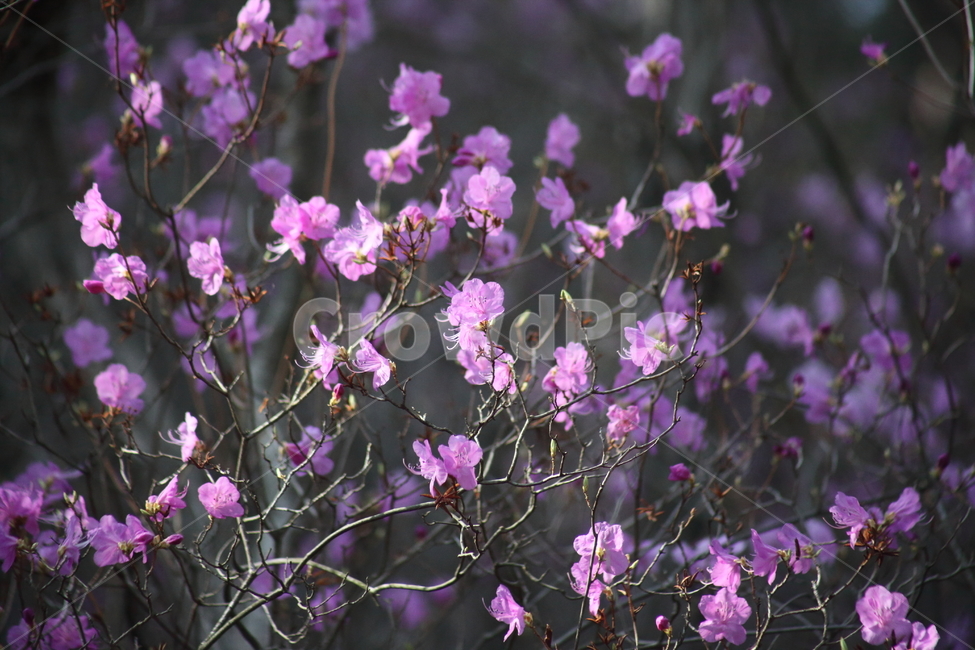 진달래,꽃,두견화,koreanrosebay,봄,봄,계절,spring,season,식물,자연,plants,nature,꽃,flower,plant,geranium,제라늄,blossom