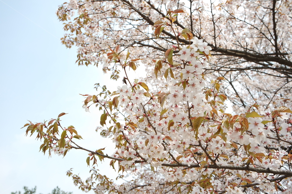 벚꽃,봄,꽃,식물,flower,cherryblossom,plant,나뭇가지,spring,따뜻함