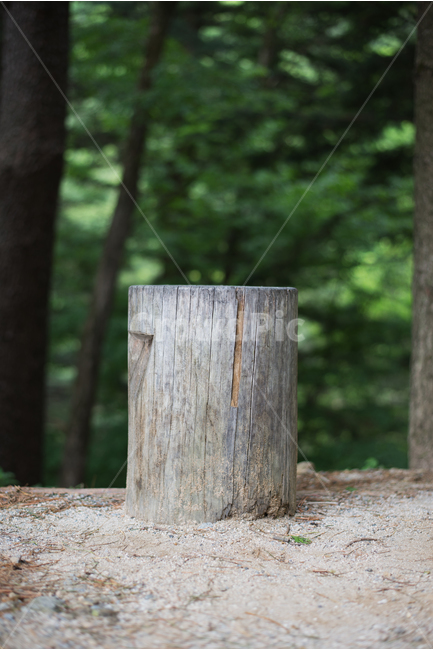 의자,숲속,나무밑둥,휴양지,산림,여행,forest,stump,배경화면,background,nature,자연,나무,trees,wood