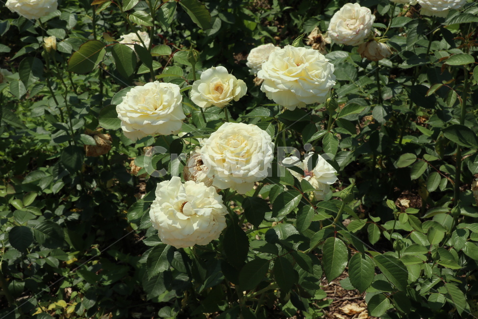 장미꽃,장미,자연,식물,꽃,flower,plant,nature,흰장미,식물원,rose