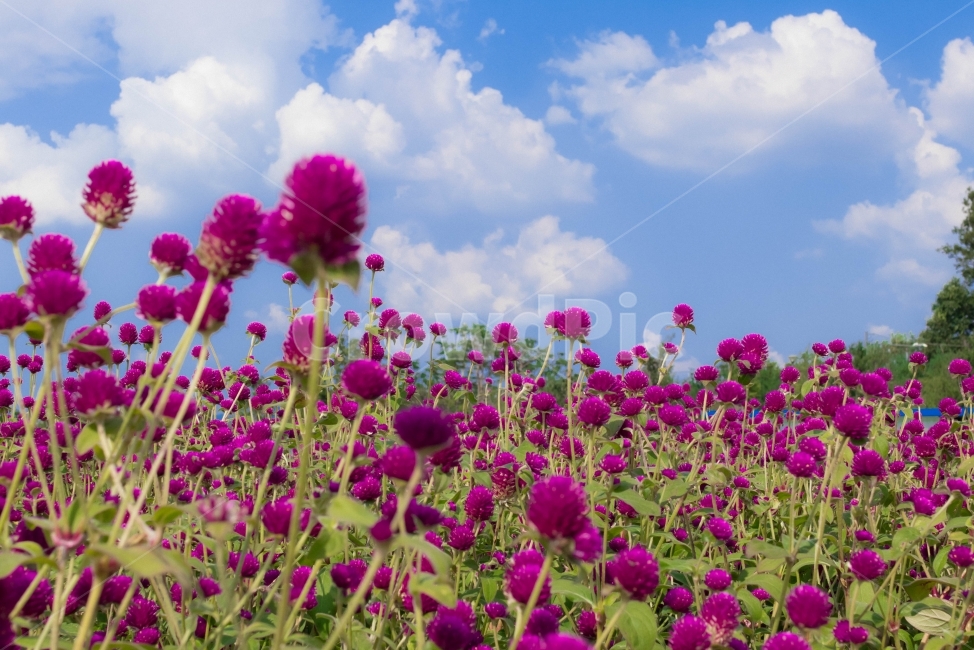 가을하늘,구름,감성,꽃,맑은하늘,자연,풍경,nature,landscape,식물,plants,꽃,flower
