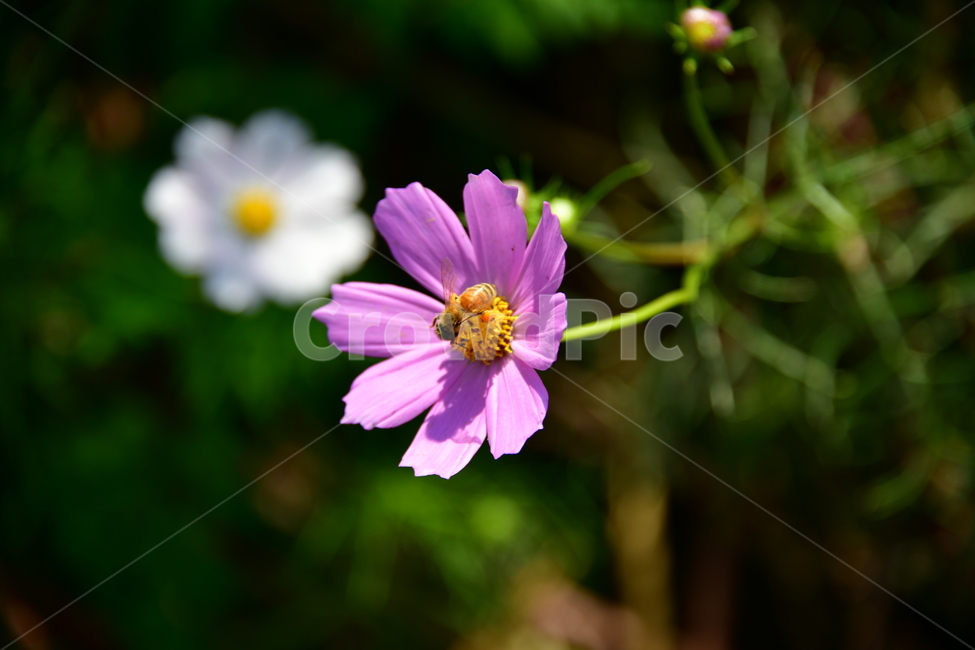 코스모스,가을,자연,꽃,꽃잎,식물,plant,plower,가을,계절,fall,autumn,season,식물,자연,plants,nature,꽃,flower,동물,animal,곤충,벌레,insect,bug