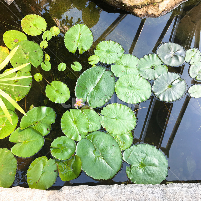 plant,식물,꽃,blossom,flower,연꽃,식물,자연,plants,nature