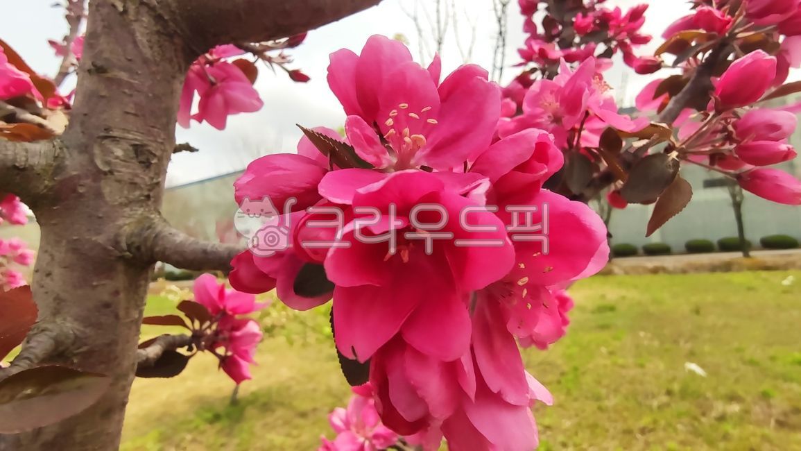 blossom,Cherry Leaf Flower Apple Tree,flower,apple blossom,malusfloribunda,stone apple,petal,plant,flower apple tree,flower apple