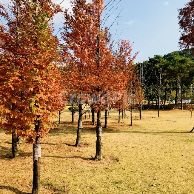 가을,단풍,나무,자연,풍경