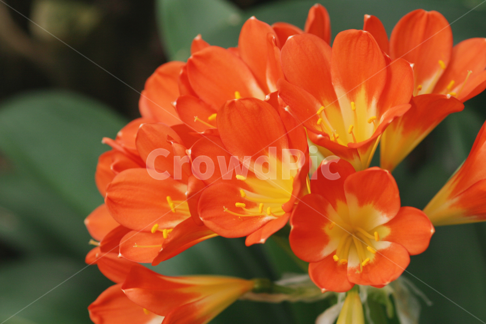 꽃,군자란,주황색,화려함,꽃사진,식물,자연,plants,nature,꽃,flower