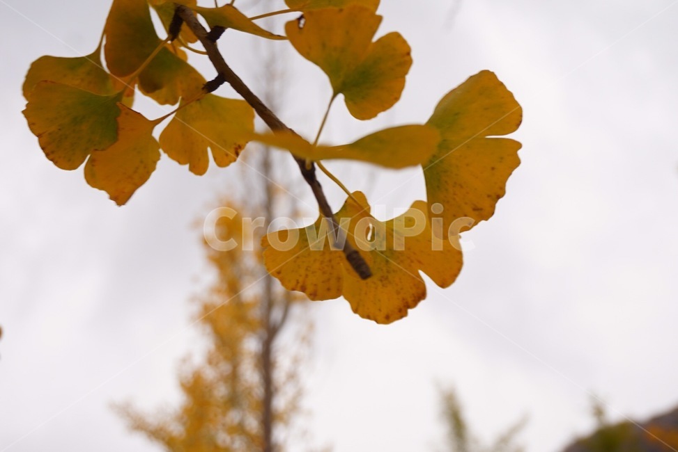 잎,leaf,plant,식물,가을,단풍,노란색,나뭇잎,가을,계절,fall,autumn,season,식물,자연,plants,nature,veins,정맥