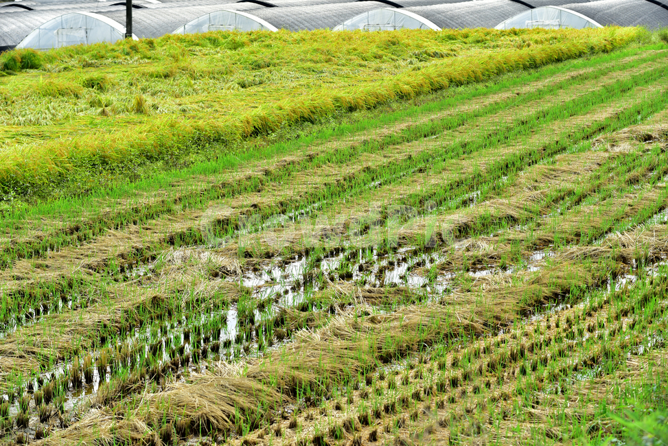 벼,벼농사,논,논농사,벼이삭,땅,이삭,rice,ear,산업,industry,industrial,농업,농사,agriculture,farming,farming industry