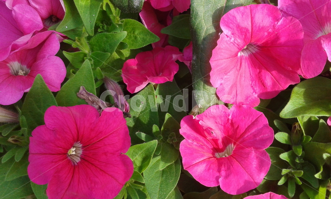 flower,꽃,blossom,식물,plant,식물,자연,plants,nature,꽃,flower