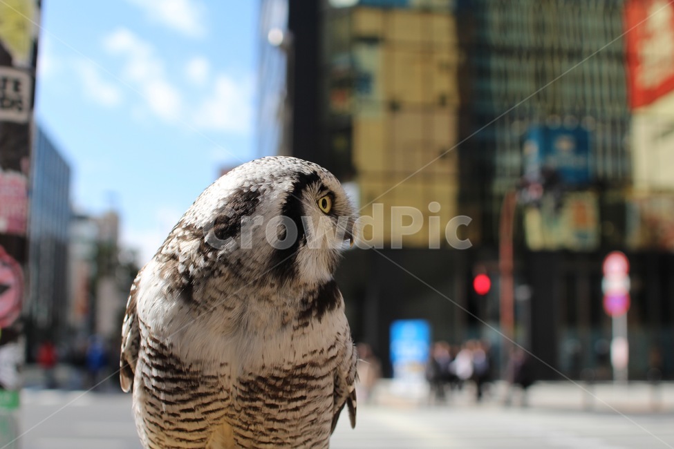 부엉이,동물,새,조류,bird,owl,측면,동물,animal,조류,새,birds