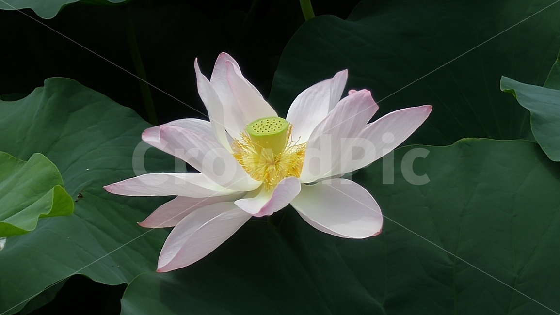 연꽃,연잎,꽃,연근,연잎밥,연잎차,꽃술,자연,식물,자연,plants,nature,꽃,flower
