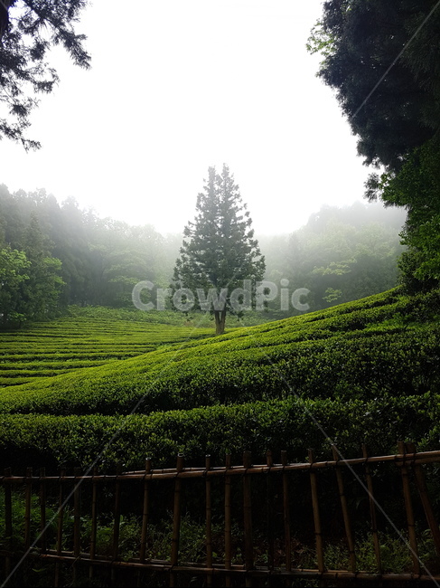 보성,녹차밭,안개,나무,자연,운치,언덕,초록,nature,green,감성