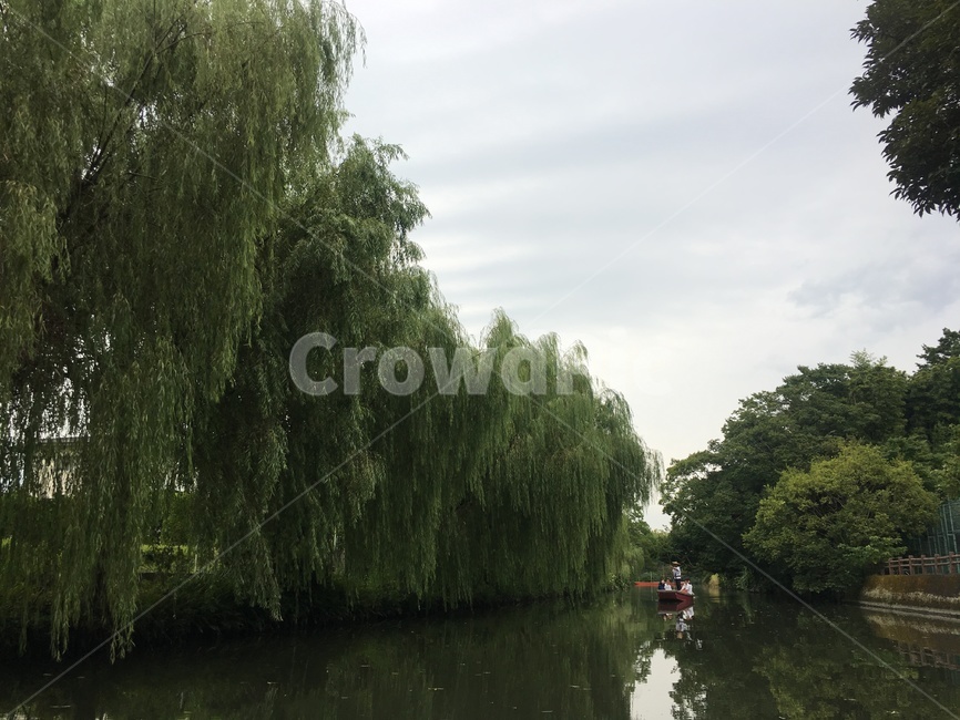 tree,나무,plant,식물,강,버드나무