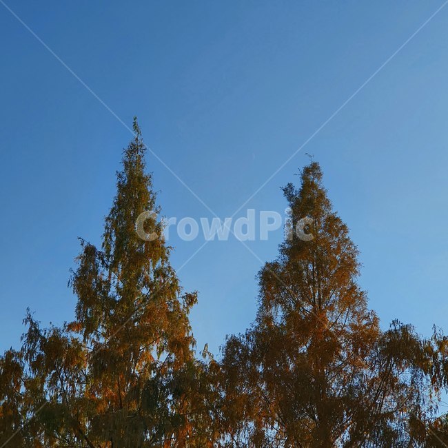 plant,식물,tree,나무,자연,nature,가을,단풍