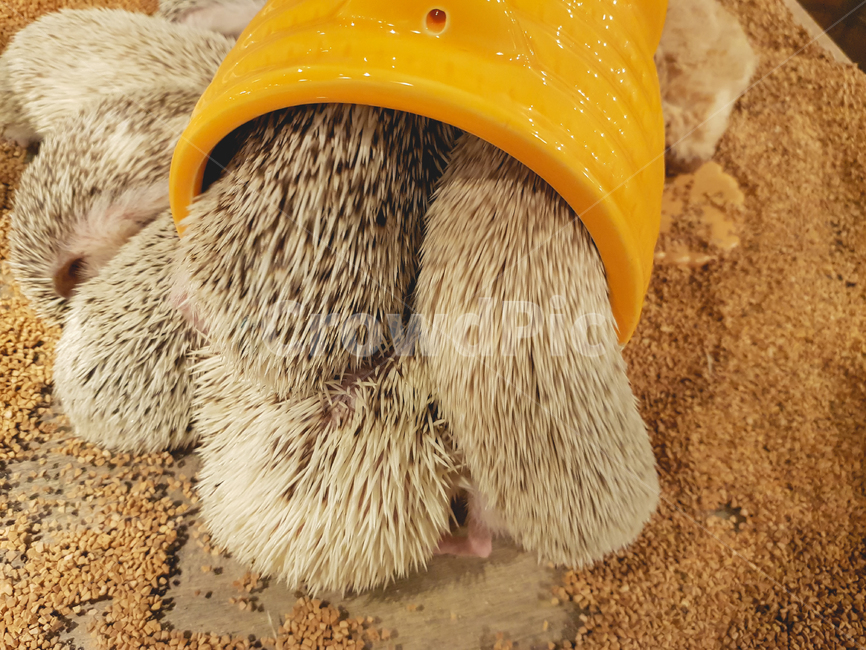고슴도치,hedgehog,감성,애완동물,동물,펫,pet,귀여운