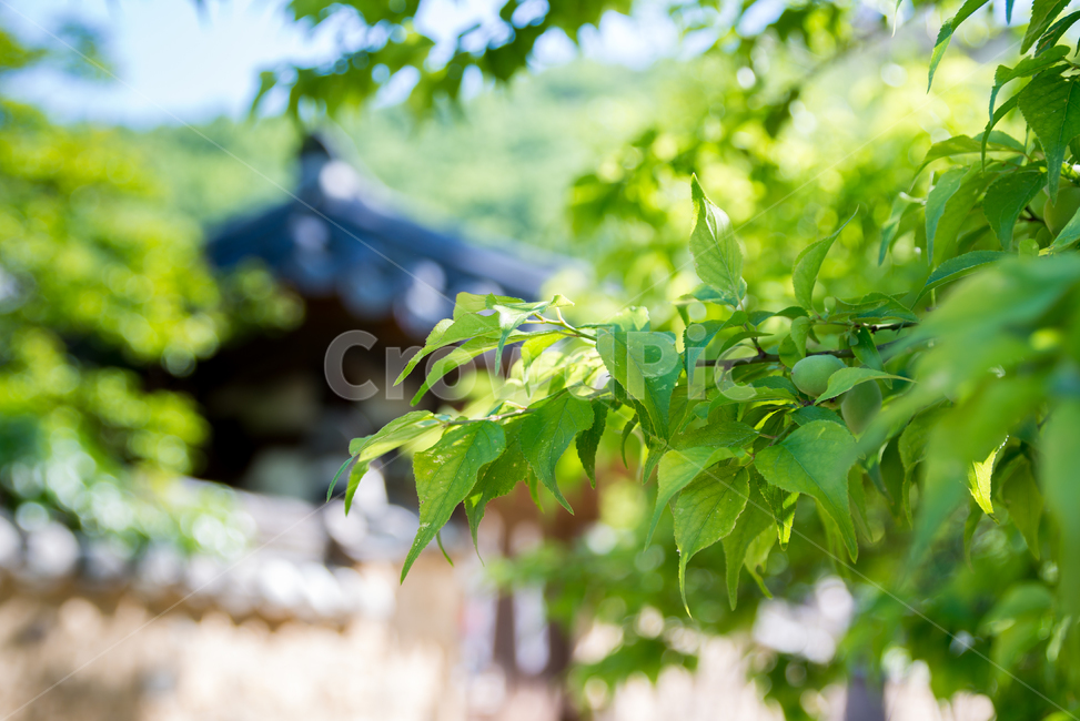 자연,nature,초록,봄,나뭇잎,spring,flower,summer,season,계절,식물,plants,아웃포커싱,한옥,전통